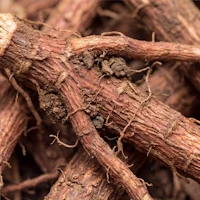ForsLean® (Indian Nettle Extract)