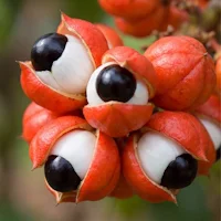 BioPerine® (Black Pepper Extract)